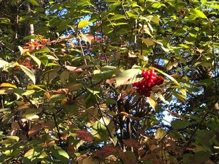IMG_2231.jpg