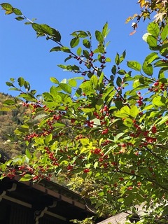 IMG_2244.jpg