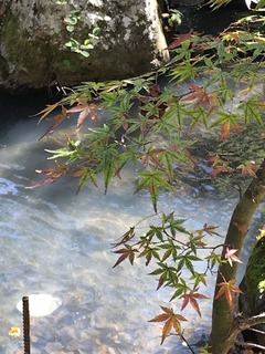 IMG_2247.jpg