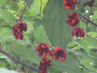 IMG_4457.JPG