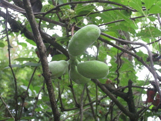 IMG_4459.JPG