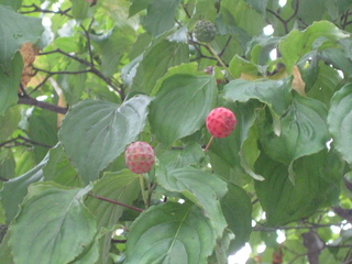 IMG_4470.JPG